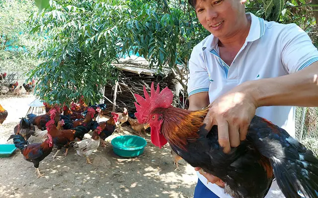 Gỡ mối lo gà giống nhập lậu cho người chăn nuôi
