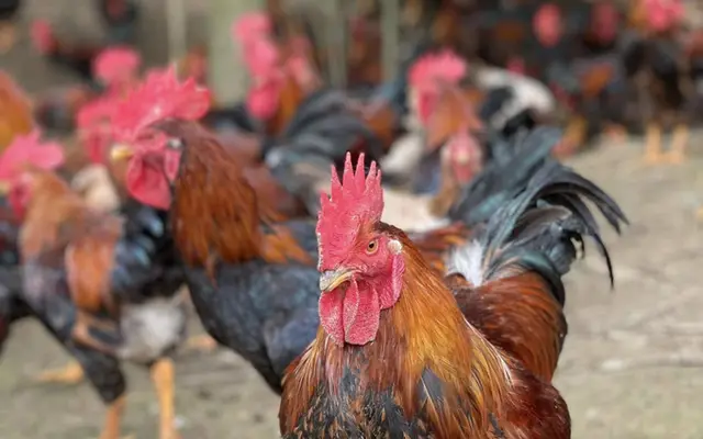 Màu đỏ may mắn của giống gà Mía số 1