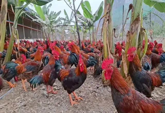 Dabaco và nỗi trăn trở gà giống chất lượng cao