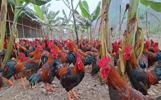 Dabaco và nỗi trăn trở gà giống chất lượng cao