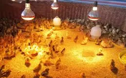 Tăng cường sức khoẻ cho vật nuôi khi thời tiết giá rét