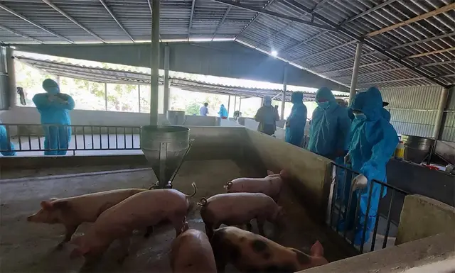 Dabaco đầu tư gần 948 tỷ đồng xây dựng Khu chăn nuôi lợn công nghệ cao tại Quảng Trị