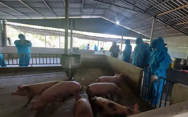 Dabaco đầu tư gần 948 tỷ đồng xây dựng Khu chăn nuôi lợn công nghệ cao tại Quảng Trị