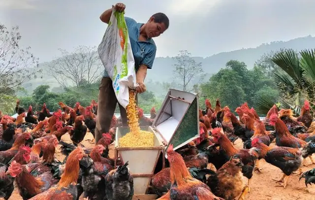 Kỹ thuật chống nóng hiệu quả cho vật nuôi