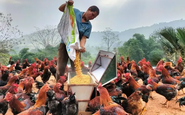 Kỹ thuật chống nóng hiệu quả cho vật nuôi