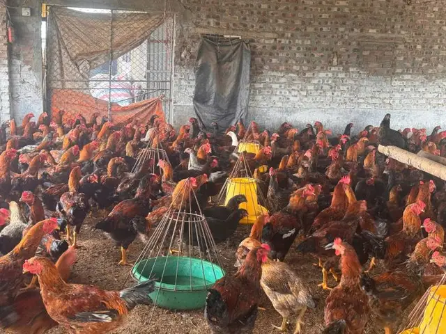 Chủ động phòng chống nắng nóng cho đàn vật nuôi