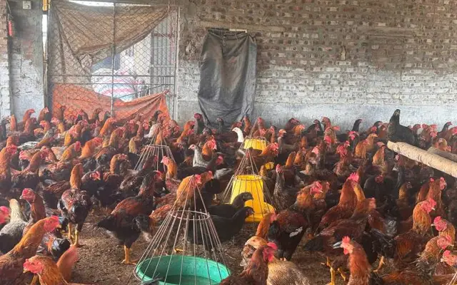Chủ động phòng chống nắng nóng cho đàn vật nuôi