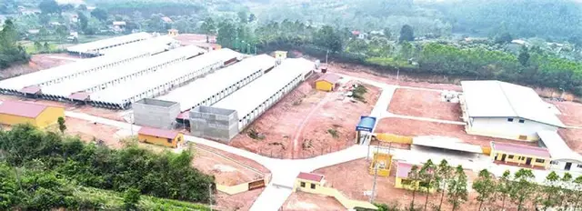 Tầm soát bệnh Leuco từ đàn giống gốc: Lá chắn vững chắc cho người chăn nuôi gà