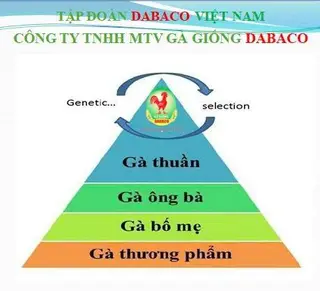 Chọn tạo giống gà 4 cấp – Chìa khóa vàng của Dabaco để tạo ra giống gà ưu việt