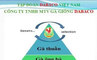 Chọn tạo giống gà 4 cấp – Chìa khóa vàng của Dabaco để tạo ra giống gà ưu việt