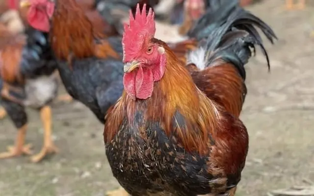 Nhiều hộ lãi lớn nhờ giống gà Mía số 1