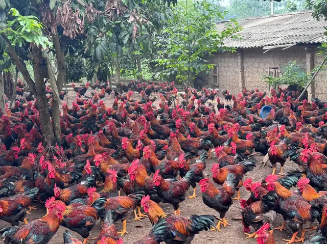 ​Kiểm soát kháng sinh trong chăn nuôi gà: Hướng đi bền vững từ Dabaco