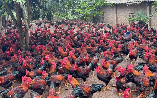 Kiểm soát kháng sinh trong chăn nuôi gà: Hướng đi bền vững từ Dabaco