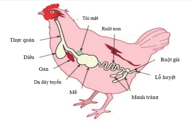 Xây dựng hệ thống đa tầng bảo vệ sức khỏe đường ruột trên gà tại Công ty TNHH MTV Gà giống Dabaco