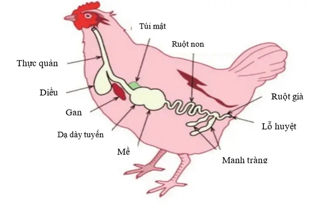 Xây dựng hệ thống đa tầng bảo vệ sức khỏe đường ruột trên gà tại Công ty TNHH MTV Gà giống Dabaco
