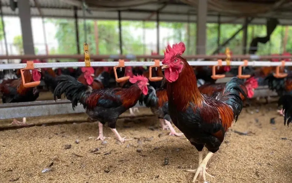 Dựng hệ thống bảo vệ đa tầng, Dabaco giảm 90% kháng sinh trong nuôi gia cầm