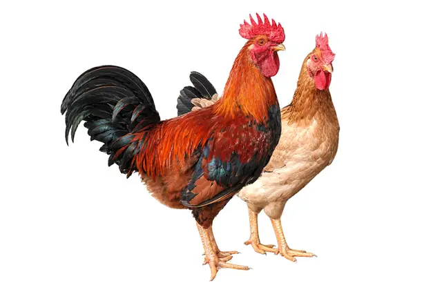 J số 1 - Giống gà của sự lựa chọn thông thái!