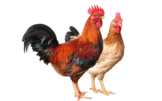 J số 1 - Giống gà của sự lựa chọn thông thái!