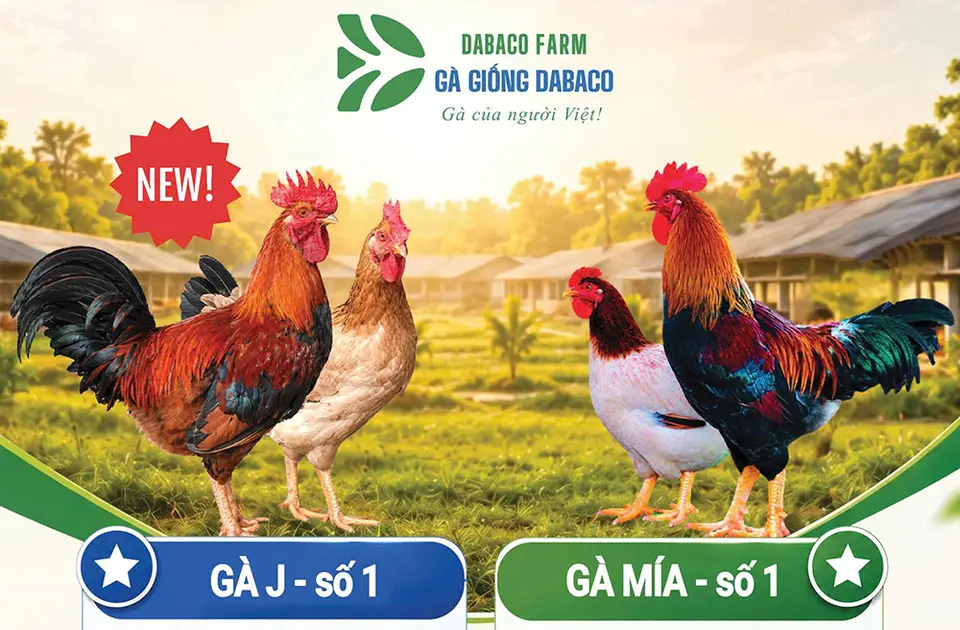 Chọn giống bằng RFI giúp cải thiện tốc độ lớn, giảm FCR ở J số 1
