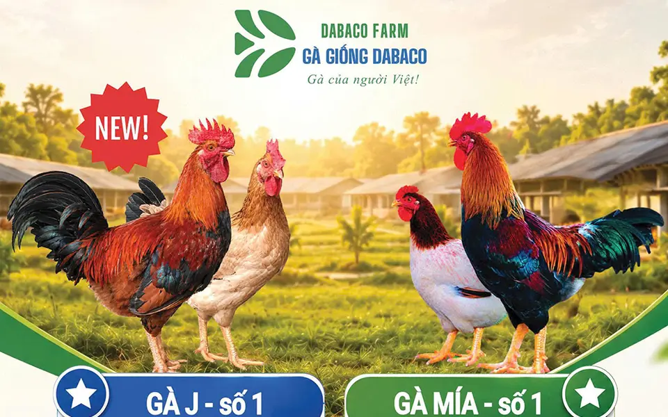 Chọn giống bằng RFI giúp cải thiện tốc độ lớn, giảm FCR ở J số 1